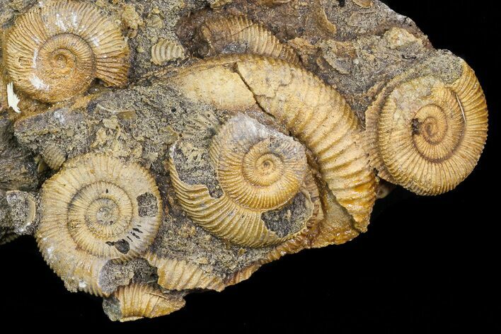 Dactylioceras Ammonite Cluster - Germany #77183